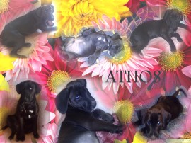 ATHOS